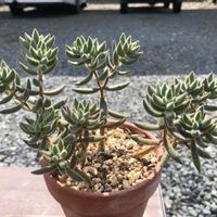 銀揃,もけもけ多肉の画像