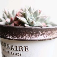 グリーニー,ダドレア グリーニー,多肉植物,ダドレア属,白の日の画像