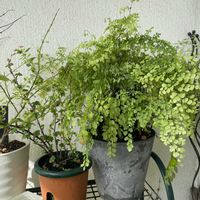 アジアンタム,アジアンタム,スグリ,スグリ,スグリの画像