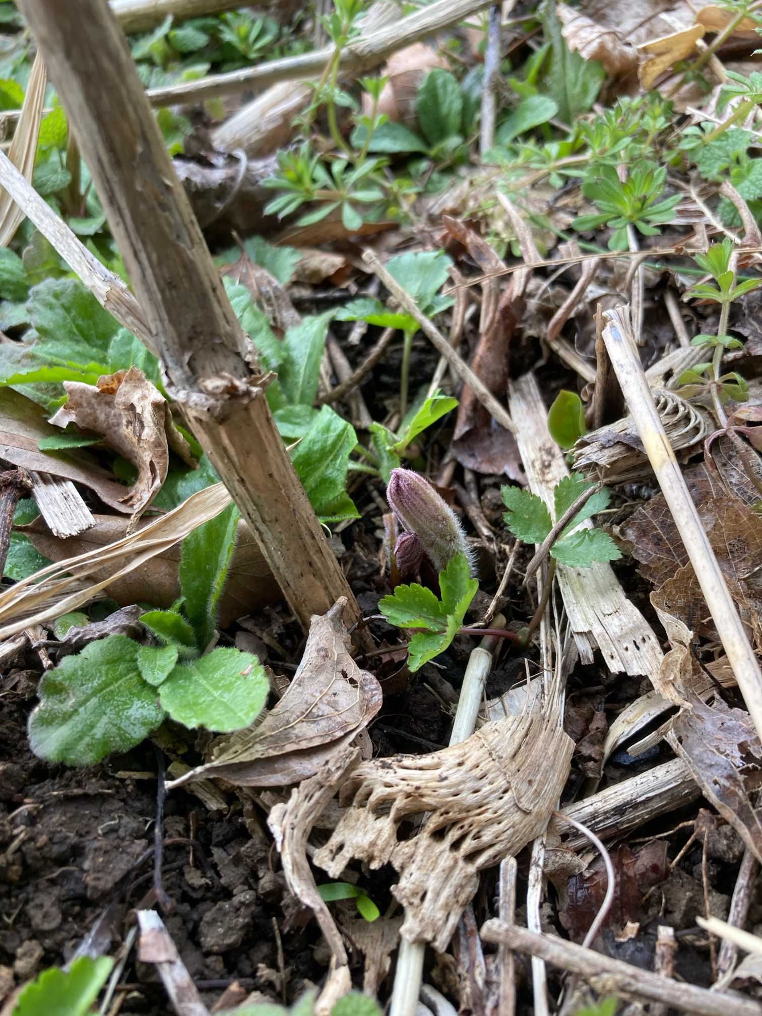 庭のウドの新芽が出ていたので遮光栽培してみます。｜?GreenSnap 