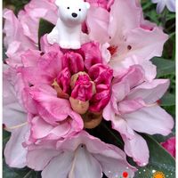 シバザクラ,リビングストーンデージー,マーガレットストロベリーホイップ,ステキ☆,癒し…♡の画像