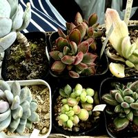 ペンデンス,紅輝炎,ハムシー,銀波錦,月の光の画像