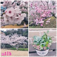 ワテルメイエリー,トップシータービー,クラバツム,ホワイトストーンクロプ,パリダムの画像