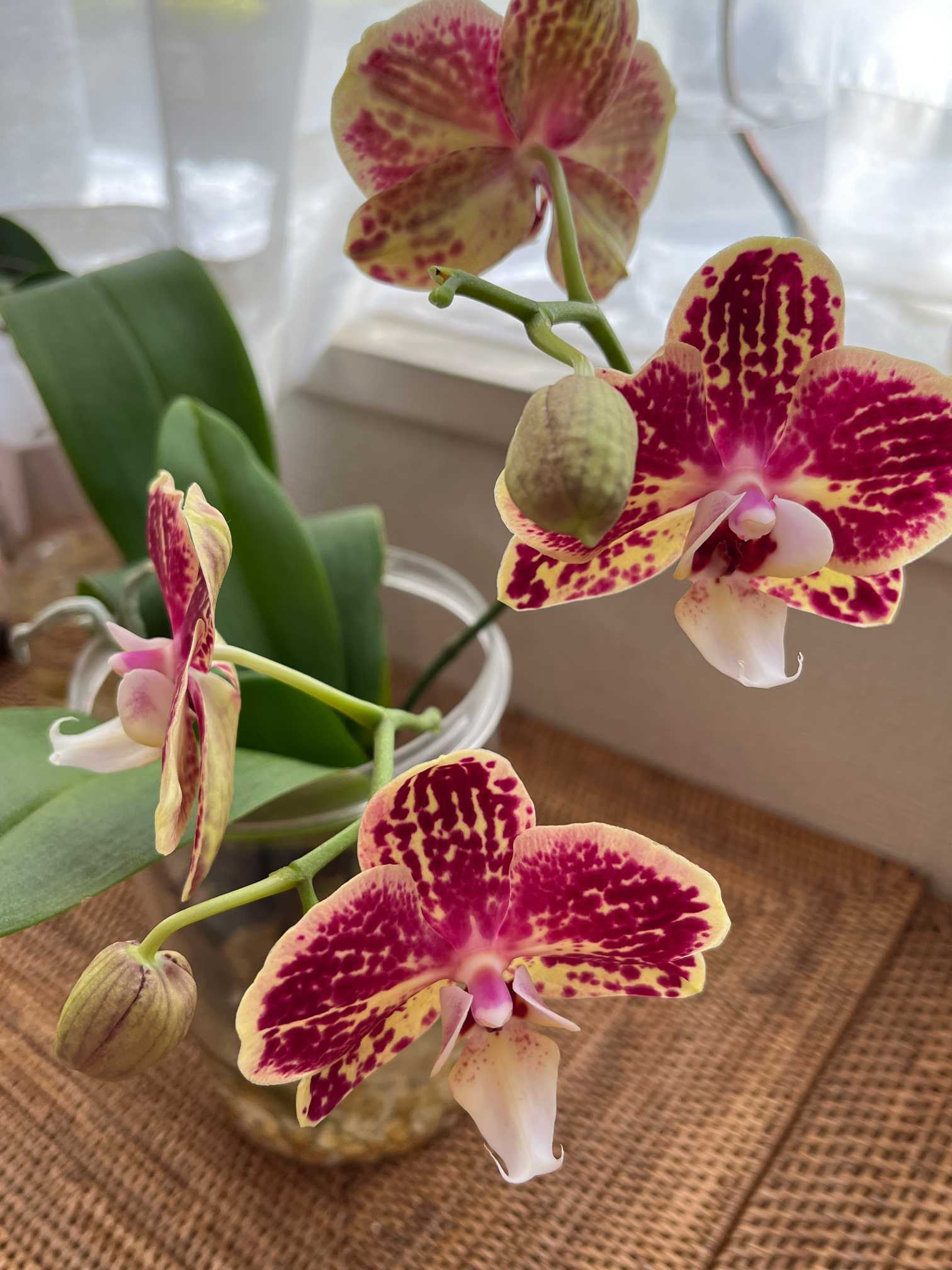 胡蝶蘭OX.Bravo｜🍀GreenSnap（グリーンスナップ）