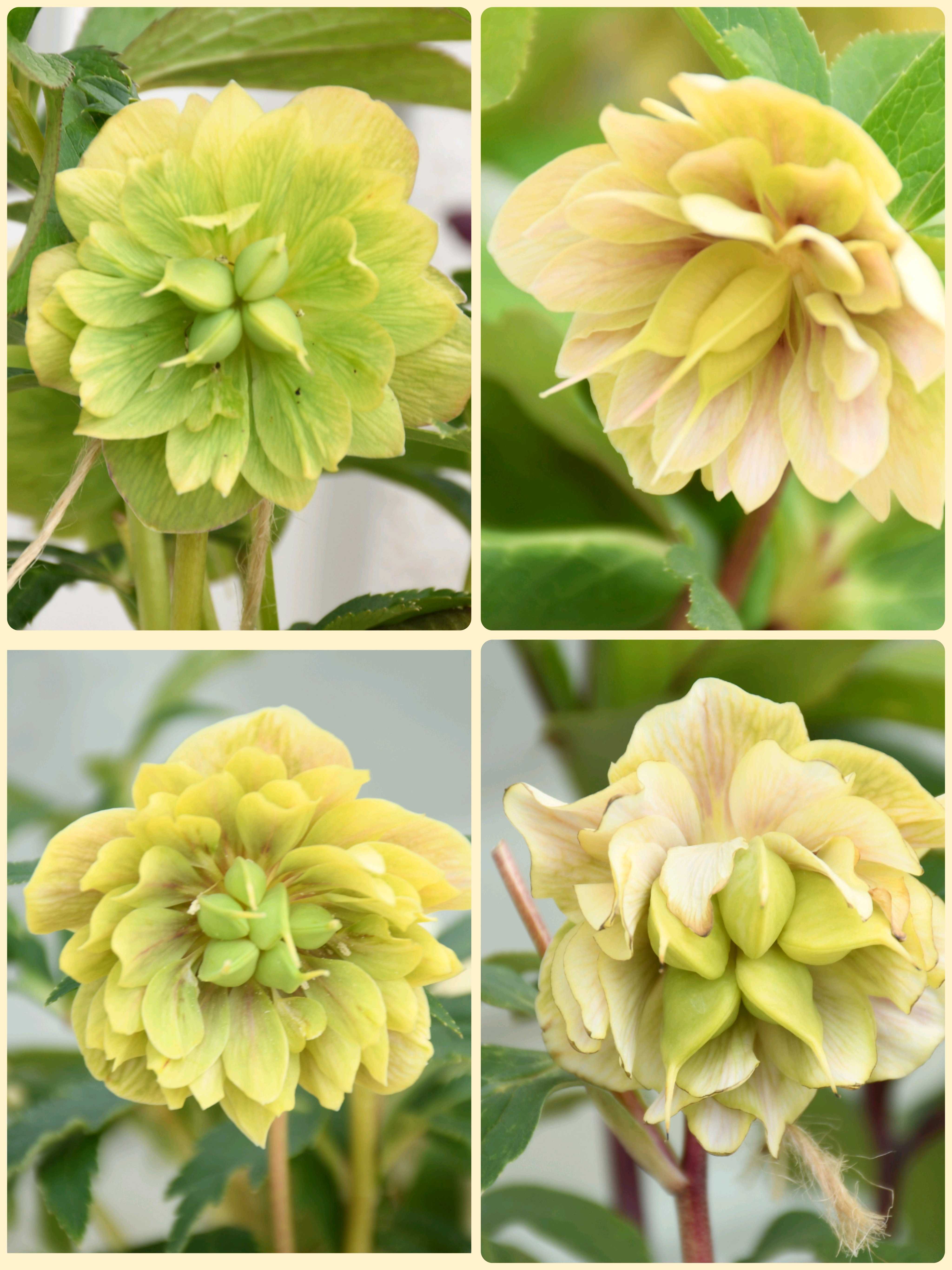 大木ナーサリーの一覧|🍀GreenSnap(グリーンスナップ) 大木ナーサリーの一覧|🍀GreenSnap(グリーンスナップ)