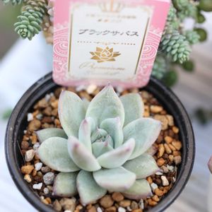 ブラックサバス,多肉植物,多肉のある暮らし,庭の画像