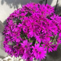 サイネリア,サントリー　セネッティ,セネッティ レッド,マイガーデン,ピンクの花の画像