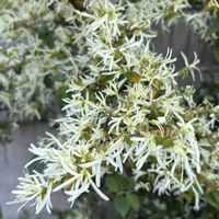 トキワマンサク,トキワマンサク,白花,マンサク科の画像