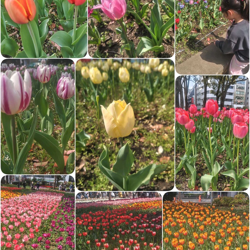 ゴマさんの横浜公園への投稿