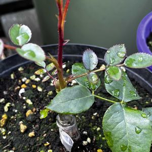 接ぎ木,ばら バラ 薔薇の画像