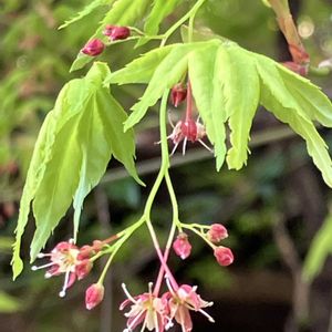 アケビ,シキミ,イロハモミジ,イロハモミジ,タブノキの画像