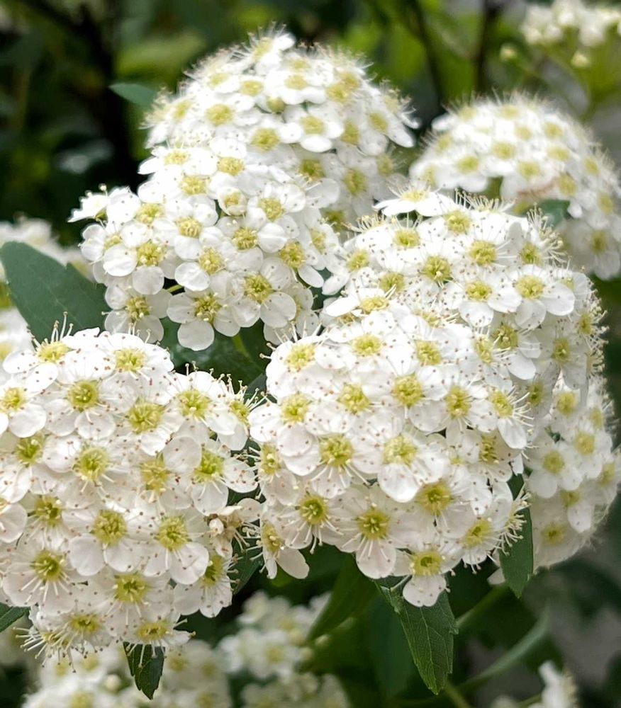 まあみさんのアメリカ山公園への投稿
