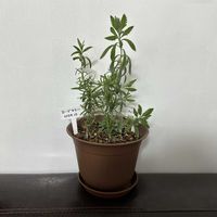 ラベンダー,ラベンダー,ラベンダー,レモングラス,レモングラスの画像