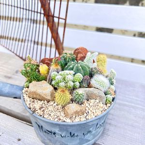 多肉植物,サボテンの寄せ植え,多肉植物のある暮らし,GSのみなさんに感謝♡,❤️いいね、ありがとうの画像