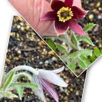 ドウダンツツジ,ブルーベリーの 花,エゴマ,エゴマ,オキナグサ(翁草）の画像