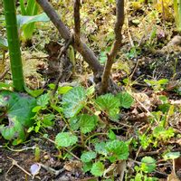 ツバキ,ツバキ,ユキノシタ,バイモユリ,椿　天の川の画像