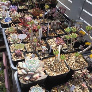 ラウリンゼ,アデニウム  ソマレンセ,メストクレマ ツベローサム,クマラ プリカティリス,塊根植物の画像