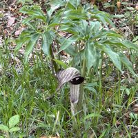 ウラシマソウ,ウラシマソウ,ムサシアブミ,ムサシアブミ,山野草の画像