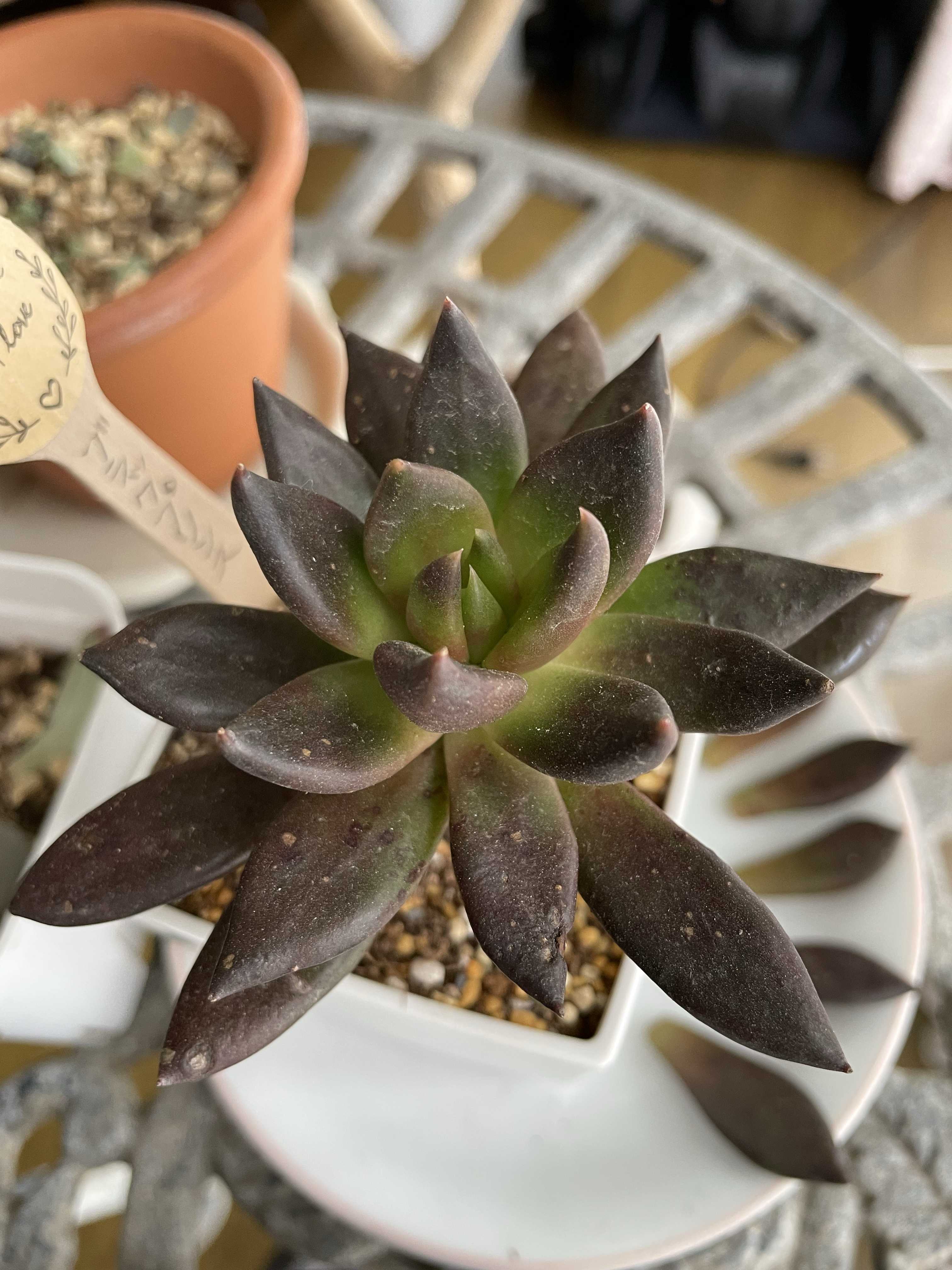 ブラックプリンスの育て方｜日当たりや水やり頻度は？植え替えは必要