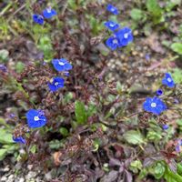 菜の花,水仙,ベロニカ・オックスフォードブルー,ミチタネツケバナ,スノーポールの画像