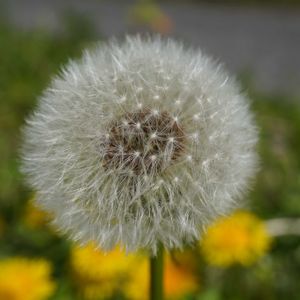 タンポポ,頭花,黄色い花,多年草,道端の画像