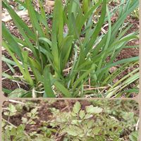 セリ,ニラ,芽吹き,種から,無農薬栽培の画像