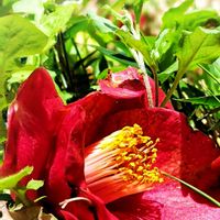 ツバキ,Love & Peace,真っ赤な火曜日,幸せの花たち,ありがとう♡︎⸜( ´ ꒳ ` )⸝♡︎の画像