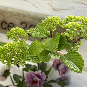 ビオラ,ビオラ　アイクルール,花のある暮らし,緑のある暮らし,暮らしを楽しむの画像