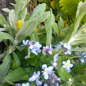 ガーデニング,癒し,花のある暮らし,緑のある暮らし,ハーブのある暮らしの画像