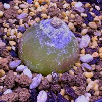 ブルゲリ,コノフィツム・ブルゲリ,岐阜県,多肉男子,コンフィツム   ブルゲリの画像