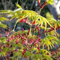 ハラン,スノードラゴン,モミジの花,庭の植物,8日は葉っぱの発表会の画像