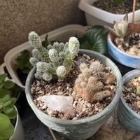 銀揃,銀手毬,松霞,なまえを教えて！,ネックレスの日の画像