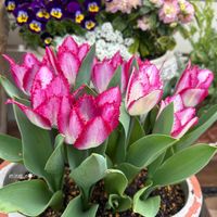 チューリップ,チューリップ フリンジ咲き,ガーデニング,秋植え球根,咲いた！の画像