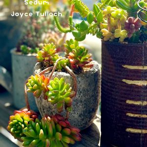 寄せ植え,多肉植物,多肉植物寄せ植え,普及種,多肉寄せ植えの画像