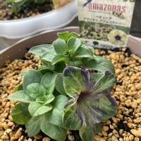 ペチュニア,サフィニア,花のある暮らし,お花に癒されるの画像