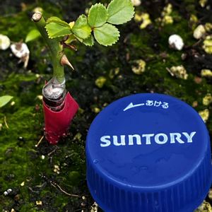 接ぎ木,ばら バラ 薔薇の画像