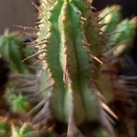 紅彩閣,多肉植物,珍奇植物,my succulent,美しい...の画像