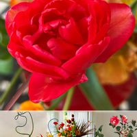 チューリップ,ツバキ,GS皆様ありがとう,真っ赤な火曜日,コラージュ仲間達の画像