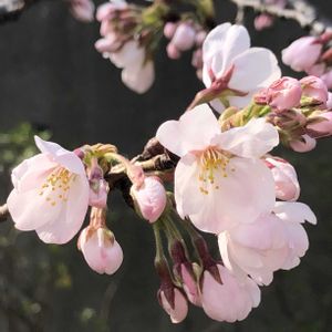 コブシ,コブシ,梅の花,10月桜,10月桜の画像