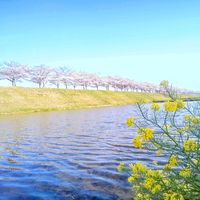 サクラ,菜の花,ソメイヨシノ,桜並木,さくら サクラ 桜の画像