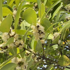 モチノキ,はてな？,クロキ,クロキ,ハンノキの画像