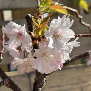 十月桜,盆栽,盆栽鉢,さくら 桜 サクラ,葉桜の画像