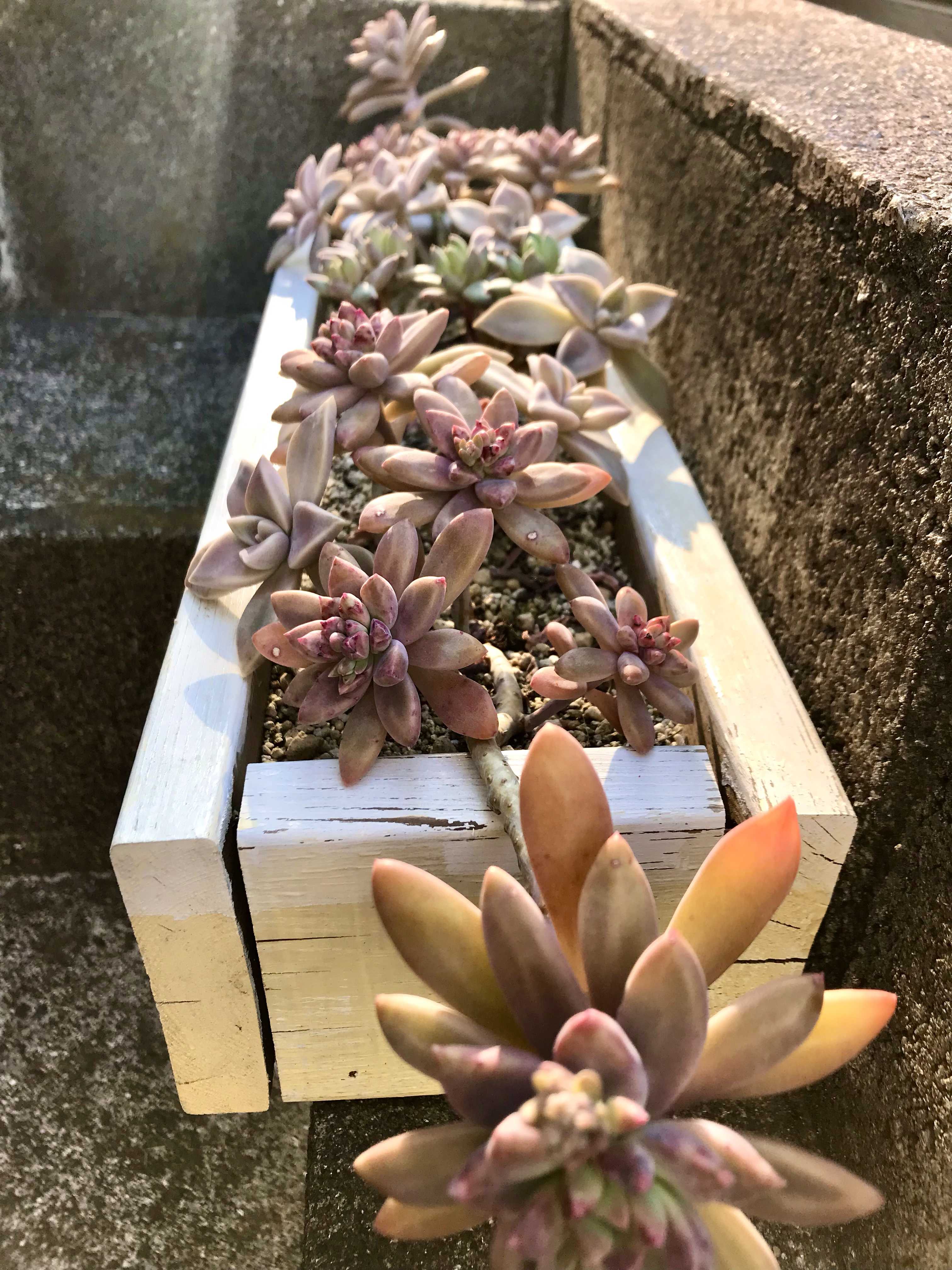 千代田の松の育て方｜日当たりや水やりの加減は？葉挿しの方法は