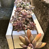 多肉,朧月,千代田の松,秋麗,多肉植物の画像