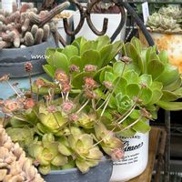 オルビキュラリス,オルビキュラリス,クラッスラ 属,癒される,no green no lifeの画像