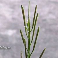 クロユリ,ミチタネツケバナ,小花ブルーセット,そのまま植えて楽しむ小花ブルーセット,白い花の画像