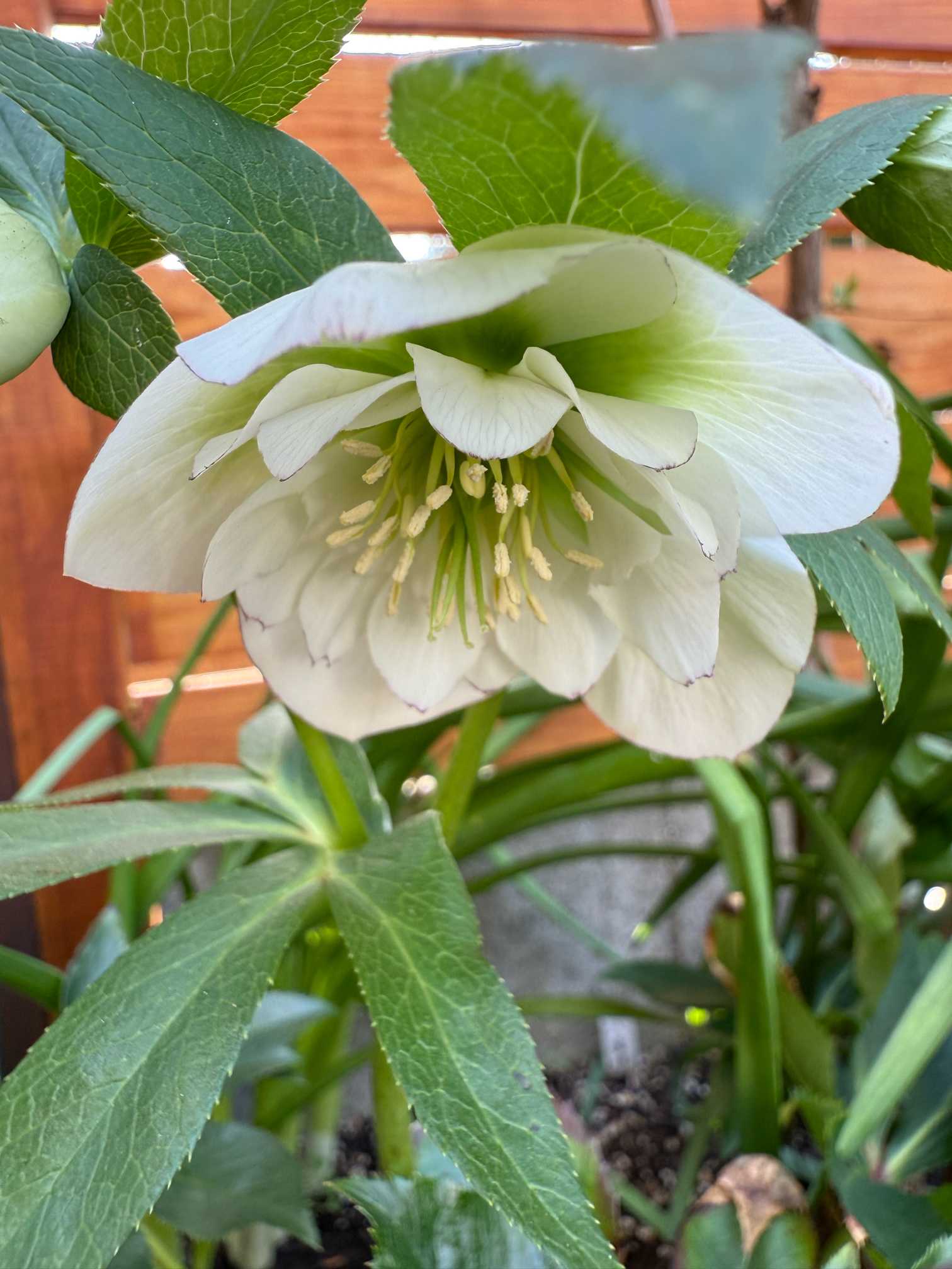 クリスマスローズ2025年の記録｜🍀GreenSnap（グリーンスナップ）