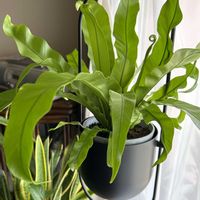 オオタニワタリ,アスプレニウム,今日のお花, チャセンシダ科,ヒラタクワガタ　時の画像