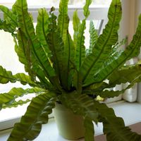シダ,アスプレニウム,アスプレニウム エメラルドウェーブ,観葉植物,鉢植えの画像