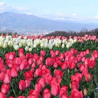 チューリップの画像